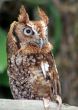 Owl on Branch