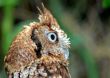 Owl looking