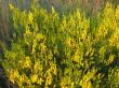 Yellow bush-plant