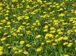 Field Of Dandelions