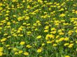 Field Of Dandelions