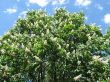 Blossoming chestnut tree