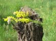 Bunch of grass flower