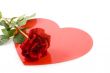 red rose with love
