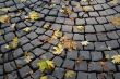 Autumn leaves on a causey