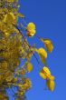 Blue sky with golden tree