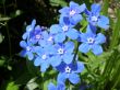 blue flowers