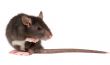 rat