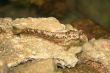 mudskipper