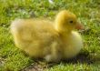 Easter duckling on the grass