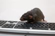 Black computer rat