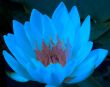 Water lily