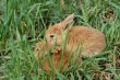 two small rabbits on the grass