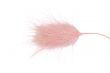 hairy pink grass