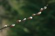 Pussy willow branch