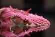 abstract gerbera daisy