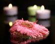 composition with a gerbera-daisy