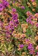 Purple heather flowers