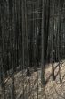 Forest fire aftermath