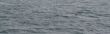 Cape  Petrel flock