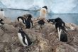 Gentoo penguins, with eggs, nesting