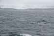 Cape  Petrel flock