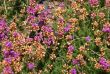 Purple heather flowers