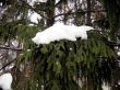 Branch of the fir covered by a snow