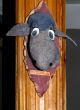 Probably this is the moose