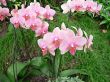 Orchid flowers
