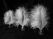 Feathers