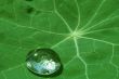Leaf of a  with drops of water after a rain