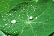 Leaf of a  with drops of water after a rain
