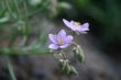First wild spring flowers