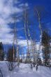 Winter, aspens in snow with blue sky