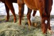 Single brown horse grazing in winter pasture