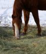 Single brown horse grazing in winter pasture