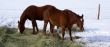 Pair of brown horses grazing in winter pasture
