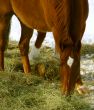 Single brown horse grazing in winter pasture