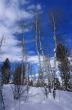 Winter, aspens in snow with blue sky