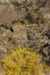 Desert trees and basalt cliffs and talus