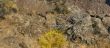 Desert trees and basalt cliffs and talus