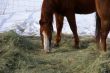 Single brown horse grazing in winter pasture