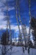 Winter, aspens in snow with blue sky