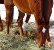 Single brown horse grazing in winter pasture