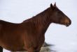 Single brown horse grazing in winter pasture