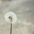 Dandelion seed head