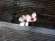 Blossom
