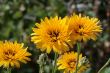 Blooming first wild spring flowers
