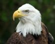 The Proud Eagle